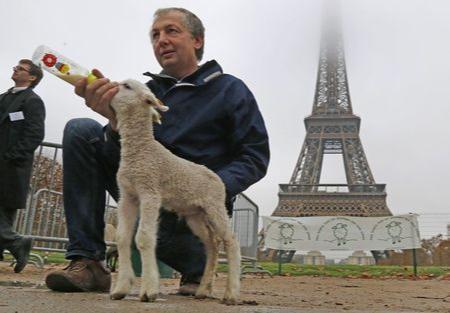 法国羊群“占领”埃菲尔铁塔1.JPG