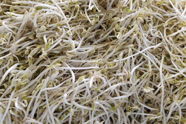 China reappears poisonous bean sprouts with a daily sales of up to 20 tons.jpg