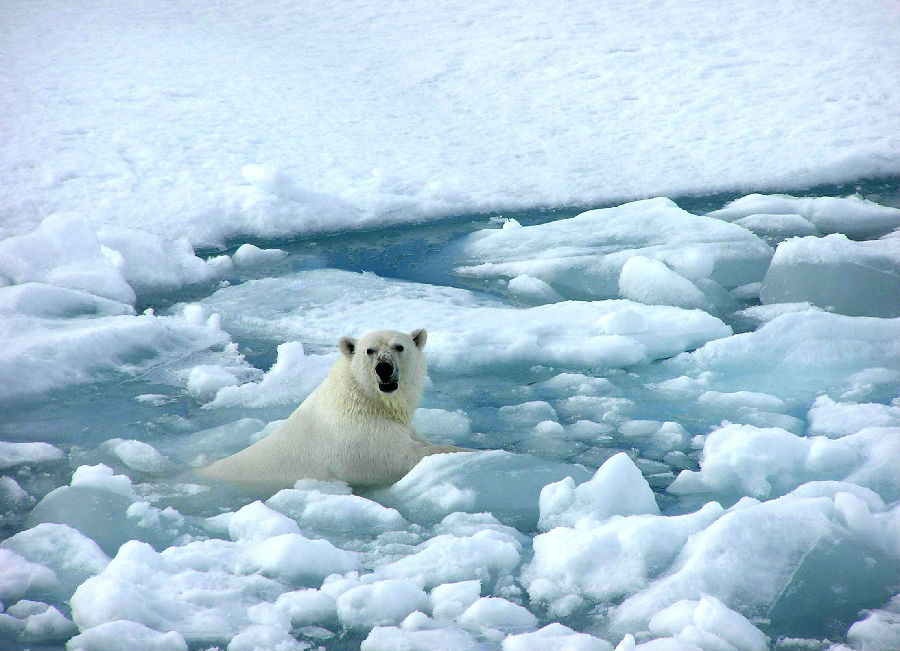 This year may become the "hottest year on record".jpg