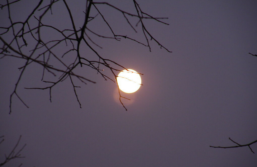 菩提树 The Linden Tree.jpg