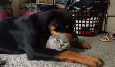 Love between cats and dogs: A German Rottweiler is in love with this cat .jpg