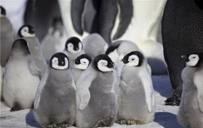 小企鹅们拥挤在一起被父母们保护着抵抗严寒c.jpg