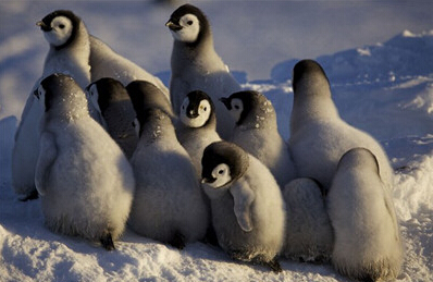 小企鹅们拥挤在一起被父母们保护着抵抗严寒a.jpg