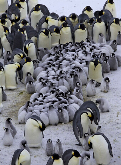 小企鹅们拥挤在一起被父母们保护着抵抗严寒g.jpg