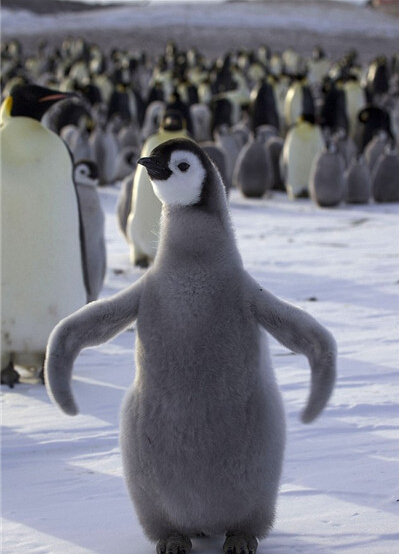 小企鹅们拥挤在一起被父母们保护着抵抗严寒h.jpg