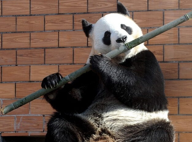 The Chinese panda has become a star because it seems to be playing the flute.jpg