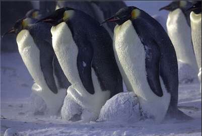 小企鹅们拥挤在一起被父母们保护着抵抗严寒d.jpg