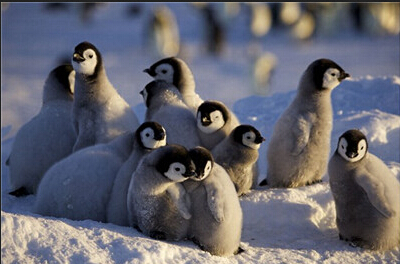 小企鹅们拥挤在一起被父母们保护着抵抗严寒b.jpg