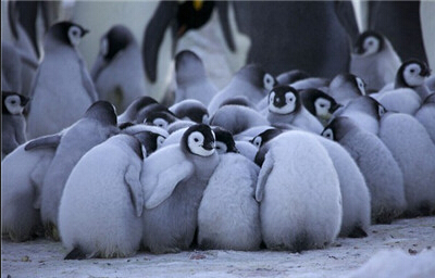 小企鹅们拥挤在一起被父母们保护着抵抗严寒e.jpg