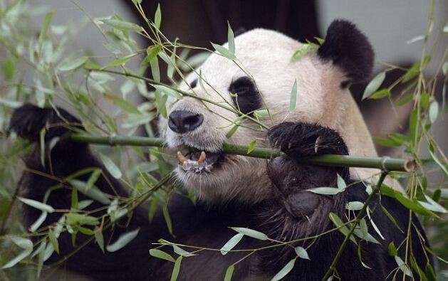 中国熊猫成为明星，因为它好像在吹长笛2.jpg