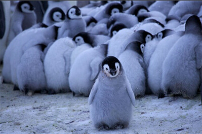 小企鹅们拥挤在一起被父母们保护着抵抗严寒3.jpg