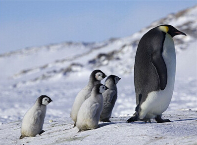 小企鹅们拥挤在一起被父母们保护着抵抗严寒f.jpg
