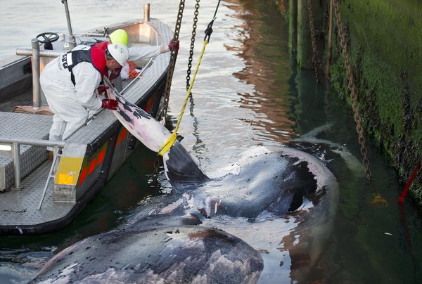 Scientists warn that the scale of marine ecological damage is unprecedented.jpg