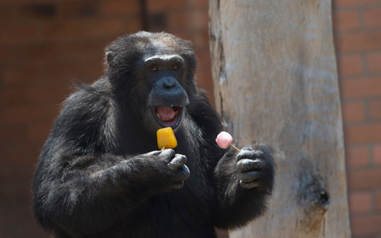 里约热内卢动物园内的一只黑猩猩吃冰棍降温.jpg