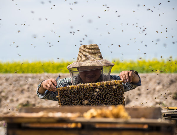 The cat-and-mouse battle between the US Customs and China’s honey.jpg