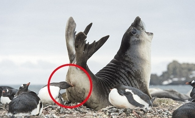 Seals strayed into the beach where the penguins gathered and were pecked in their ass.jpg
