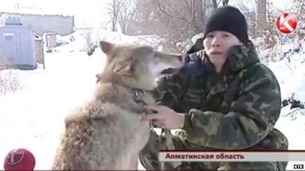 The watchdog is out. Kazakhs use wolves to watch their house.jpg