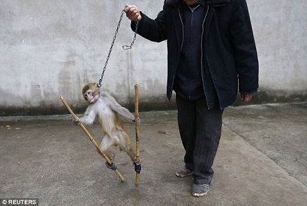 外媒看中国 残忍的耍猴与动物虐待