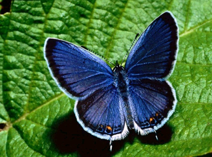 the butterfly