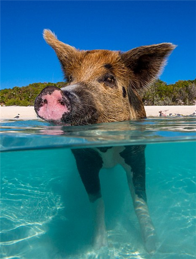 巴哈马群岛上会游泳的猪，享受着加勒比海4.png