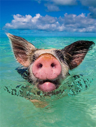 巴哈马群岛上会游泳的猪，享受着加勒比海3.png