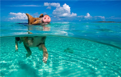 巴哈马群岛上会游泳的猪，享受着加勒比海1.png