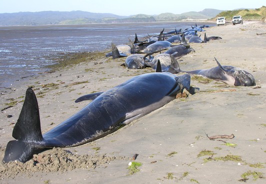 新西兰送别角频繁发生鲸鱼搁浅事件.jpg
