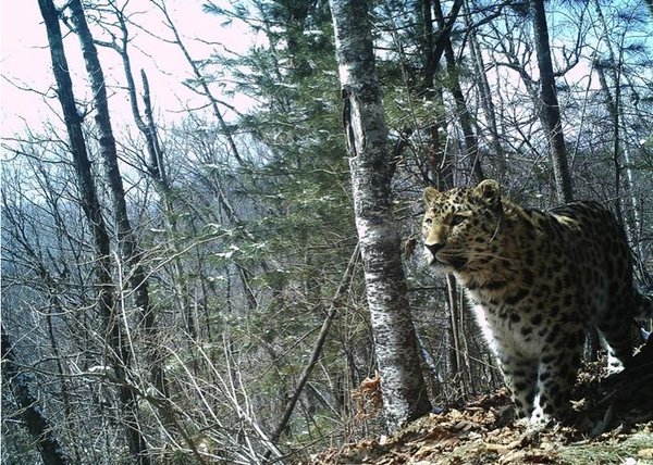 The number of endangered animals, the Far Eastern leopard, has increased slightly.jpg