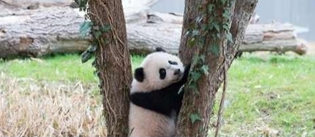 The panda "baby" is weaned independently, and American netizens have broken their livers. .jpg