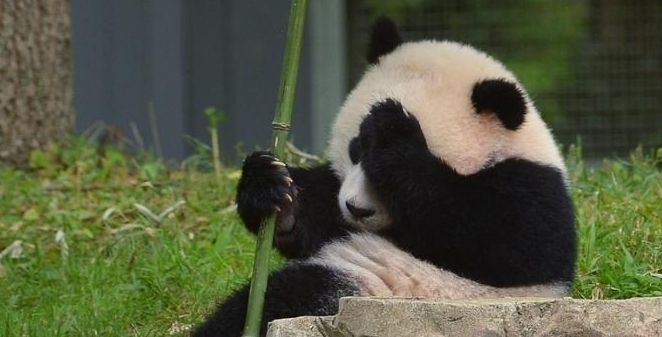 一名中国男子因被熊猫咬伤获偿8万美元.png