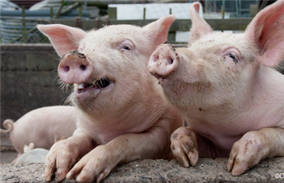 UK food exports to China increased by 12%.jpg