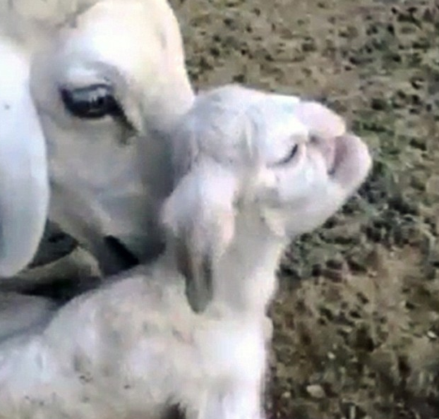 俄罗斯农场里出生的小羊羔长着人脸2.png