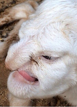 俄罗斯农场里出生的小羊羔长着人脸3.jpg