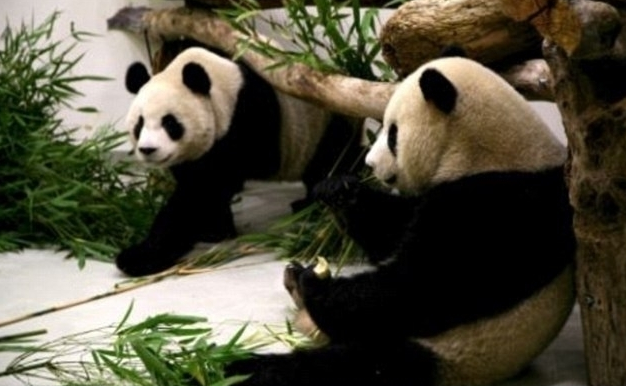 公熊猫为吃苹果放弃了一年一度的交配机会.png