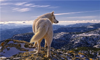 BBC自然世界纪录片:狼之风暴(MP3+中英字幕