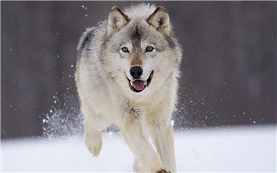 BBC自然世界纪录片:狼之风暴(MP3+中英字幕