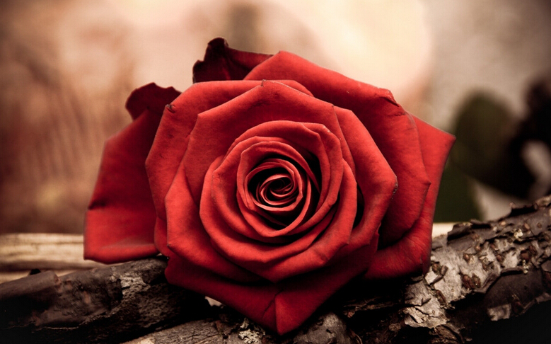 让全世界的爱都洒在玫瑰花瓣上