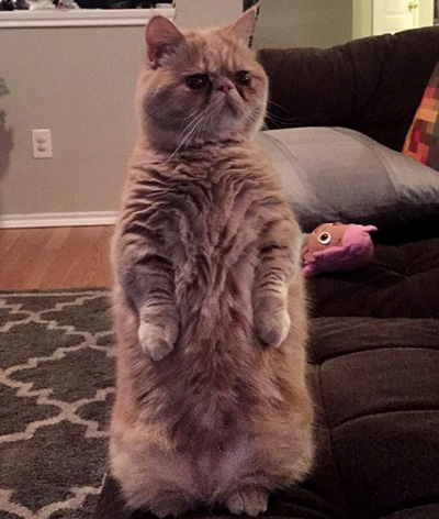 Popular cats: always standing stupidly .jpg