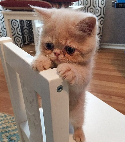 爆红喵星人:永远都是蠢萌的站姿_趣图妙语_双语阅读 - 可可英语