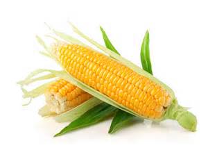 yellow corn.jpg