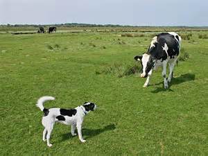 cow and dog.jpg