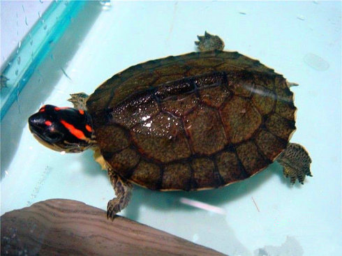 红头海龟