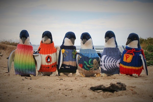 109-Year-Old Man Knits Sweaters for Penguins.jpg