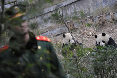 China disclosed the case of hunting, killing, dismembering and selling the panda.jpg