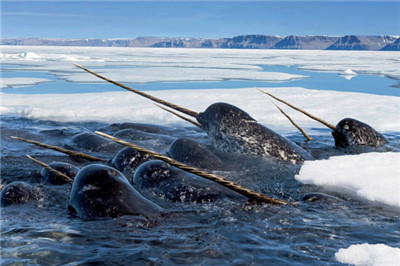 The United States and Russia will join forces to regulate fishing in the seas near the Arctic.jpg