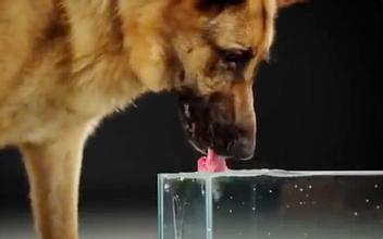 狗喝水.jpg