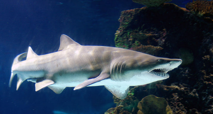 沙虎鲨
