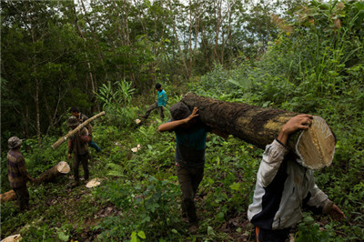 Economic drive and ecological thinking in Xishuangbanna Rubber Plantation.jpg