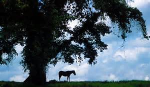 horse stand in the shade.jpg