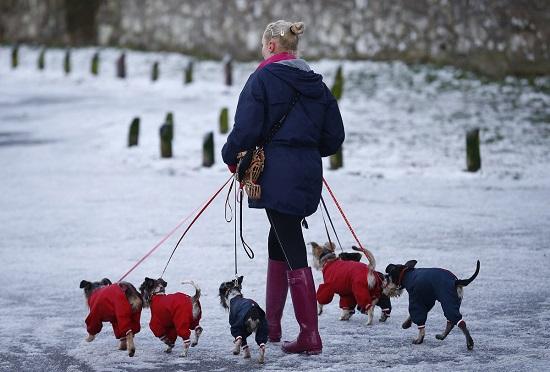 The salary of professional dog walkers can reach 26,000 pounds per year for white-collar workers.jpg